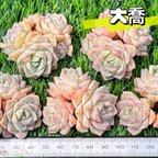 作品新入荷 大人気 多肉植物 エケベリア 大喬 群生 超美苗 レア種