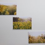 作品『菜の花』ポストカード3枚セット
