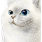 作品ブルーの瞳 シャム猫 ポストカード 机に飾れる　★送料無料★