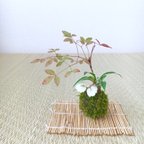 作品「ナンテン」と「ユキノシタ」と「ギボウシ」の苔玉