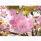 作品桜 (サクラ・さくら) 写真Sサイズ 1200×888pixel