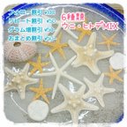 作品【6種類16個入】 
ウニ・ヒトデMIX/スターフィッシュ/コブヒトデ/モミジヒトデ