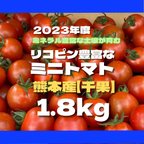 作品ミニトマト　1.8kg 野菜　熊本産　サイズ混合　ミネラル　弁当　リコピン