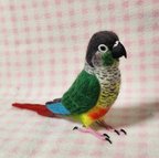 作品ほぼライフサイズ　ホオミドリアカオウロコインコ　ver.2 Green-cheeked Conure 羊毛インコ 受注作成