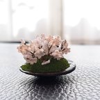 作品盆栽🌸桜の景色🌸