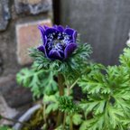 作品開花写真追加しました✨紫の八重咲きアネモネ『凛々花』のアンティーク鉢