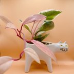 作品★一点もの★【white cat】ホヤ・カルノーサ✳︎ 観葉植物✳︎