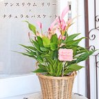 作品🌷母の日ギフト 観葉植物 アンスリウム リリー＆ナチュラルバスケット 花 ピンク 室内 飾る