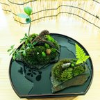 作品苔、苔テラリウム、苔盆栽、苔盆景、苔島親子島