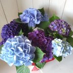 作品あじさい　ハイドランジア　紫陽花　2色植え　5号鉢　ブルー系　母の日