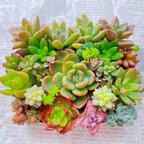 作品多肉植物 寄せ植えセット 詰め合わせ