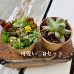 作品1点限り！お試し2セット多肉寄せ植え