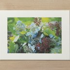 作品「Plant Photography」マーメイド プリント 005