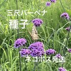 作品【三尺バーベナ】タネ　無農薬宿根草蝶の集まる花長期間
