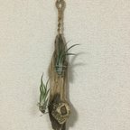 作品013 流木 ハンドメイド プラントハンガー