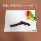 作品和歌山の温州ミカン パーチ 4【送料込】