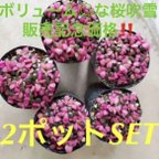 作品✳️復活出品‼️ギシギシ 桜吹雪 Anacampseros お得な②pot✳️