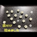 作品歯チョコ 歯型 シリコンモールド 食品用