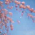 作品ポストカードサイズ　ボタニカルな世界　桜と月　DSCF0809-01-01