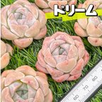 作品新入荷 大人気 多肉植物 エケベリア ドリーム  超美苗 レア種