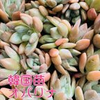 作品多肉植物　韓国苗　ｸﾞﾗﾌﾟﾄﾍﾞﾘｱ オパリナ　単品　宅急便コンパクト（横倒しになります）