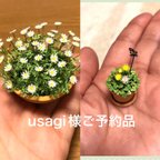 作品🌼ミニチュアマーガレットとミニチュアタンポポの綿毛