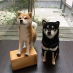 作品【受注制作】 柴犬Mサイズ　羊毛フェルト　柴犬　ペット作ります　オーダーメイド　羊毛フエルト 愛犬 