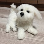 作品マルチーズ 仔犬