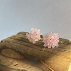 作品桜咲きほこるピアス