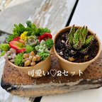 作品1点限り！お試し2セット多肉寄せ植え