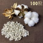 作品ホワイトコットン 綿の種 白綿の種 100粒