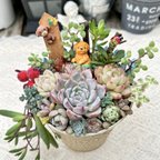 作品【送料無料】可愛い♡コーヒーカップに入ったトイプードルちゃん♪多肉植物寄せ植え　プレゼント