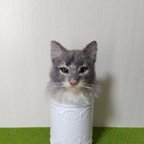 作品【羊毛フェルト】ミニポット入り巻き毛の猫