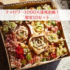 作品【フォロワー1000人達成記念♪】多肉植物カット苗おまかせ感謝セット