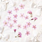 作品『再販』押し花素材♪桜　サクラ　おかめ桜