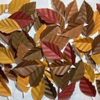 作品【024】Origami brown leaves 60 sheets 折り紙　茶色い葉っぱ60枚（送料無料、ネコポスにて発送）