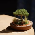 作品ジオラマインテリアminiature treeオリーブの木spread デザートローズ