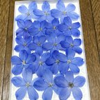 作品macoronのお花畑で咲いた美しいロイヤルブルーのデルフィニウムです‼️