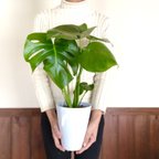 作品エキゾチックな葉っぱがオシャレ『モンステラ』5号　陶器鉢　観葉植物　インテリア