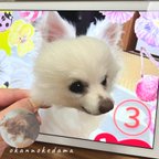 作品3D犬確認画像の展示　羊毛フェルト　オーダーメイド　犬　ダックス　チワワ  シーズー　オーダー