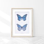 作品青い蝶の標本 アートポスター (54_blue_butterfly2)