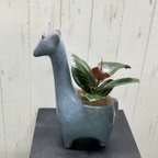 作品フィカス  blue giraffe planting