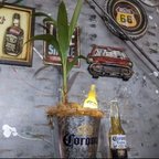 作品観葉植物 ココヤシ/コロナビール バケツプランター /Corona Extra Beer 電飾看板付き/