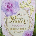 作品🌺花苗 八重咲き ペチュニア パニエ ピンクアイス 3.5号ポット 多年草 ボリューム ピンク 育てやすい 庭