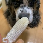 作品犬の歯磨きセット