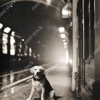 作品昔のパリの地下鉄のホームでご主人を待つレトリバーのイメージ、レトロ、モノクロ、アート、古びた写真　conistock_91110_01