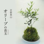 作品『オリーブの苔玉』伝説の樹★苔玉★繁栄と平和★プレゼント★インテリア★観葉植物★送料無料