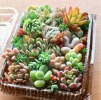 作品多肉植物 カット苗  モリモリ3