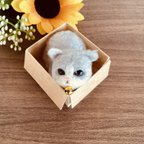 作品傷ありB級作品・箱入り猫