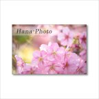 作品1624) 美しく咲き誇る河津桜と梅の花   ポストカード5枚組　
